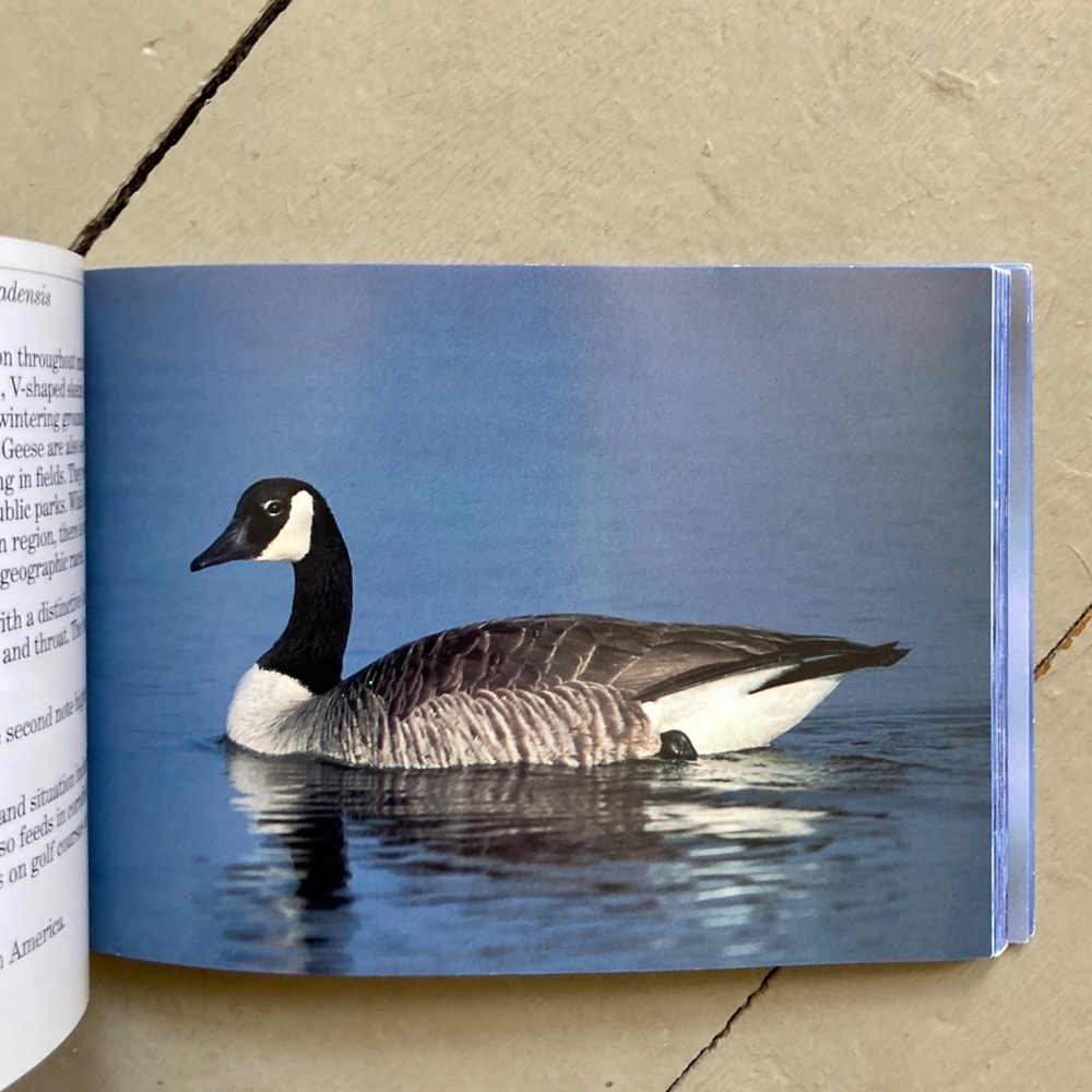National Audubon Society Pocket Guide Familiar Birds of Sea and Shore Animals
